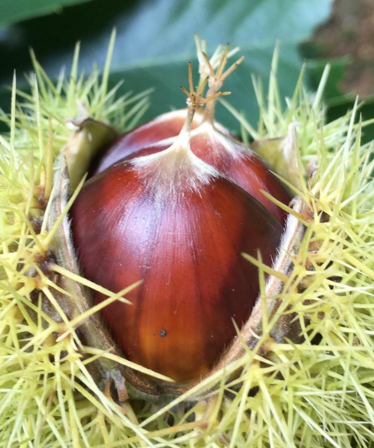 Le SalsonLa Coutinelle别墅 外观 照片